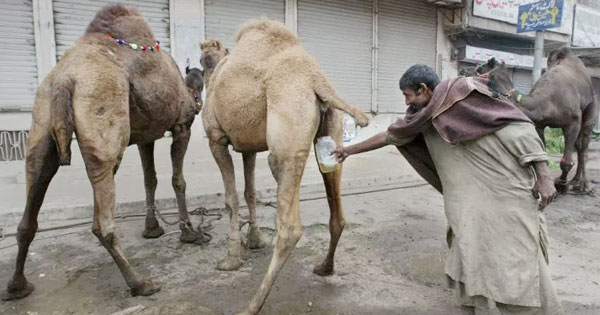 Drinking camel urine is reputed to have many health benefits but sperm is not known to have any curative powers admit experts.