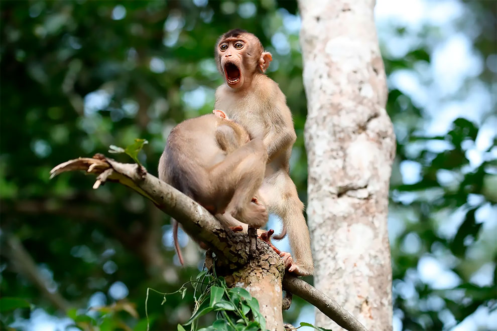 Hilarious Finalists of Comedy Wildlife Photography Awards 2020