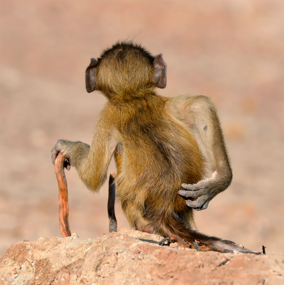 Hilarious Finalists of Comedy Wildlife Photography Awards 2020